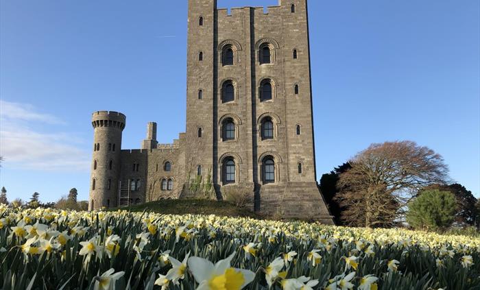 Daffodils surround the keep at Penrhyn Castle